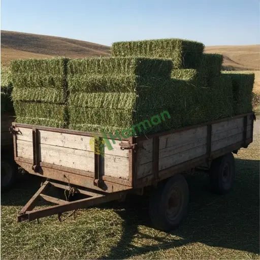 Sinop Merkez'de Yonca Satılık