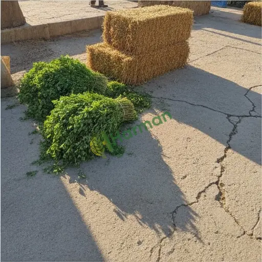 Sinop Gerze'de Yonca Satılık