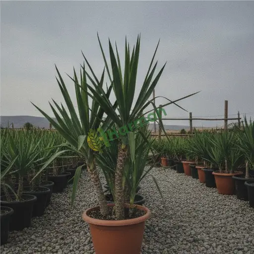 Ahlat'dan Yucca Fidanı Satılık