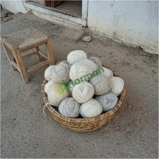 Yumak (Festuca)