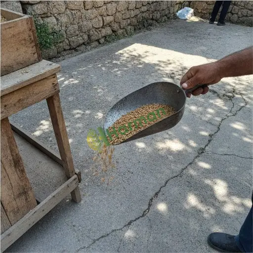 Ardahan Merkez'de yumak tohumu satılık