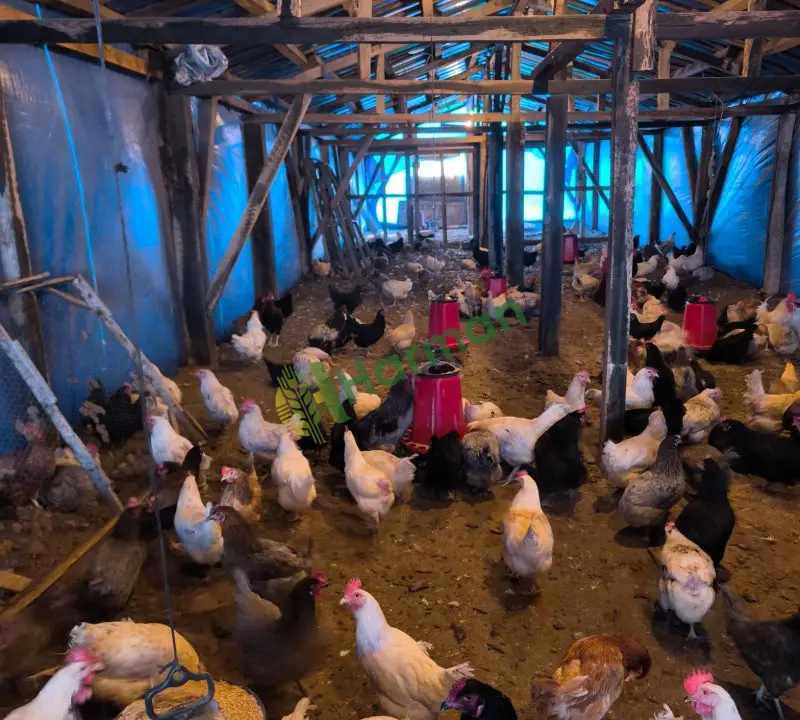 Satılık yumurta tavukları