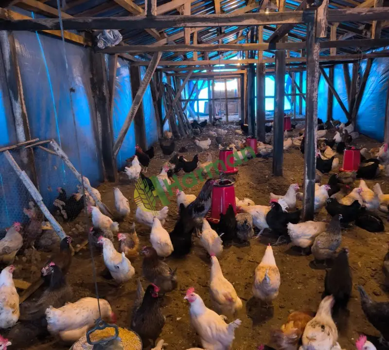 Satılık yumurta tavukları