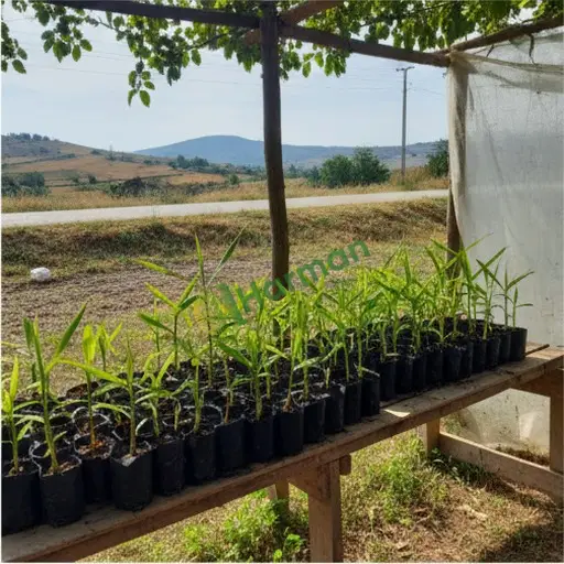 Tunceli Çemişgezek'te zencefil fidanı satılık