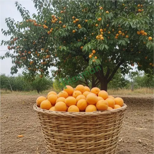 Bilecik Merkez'de zerdali satılık