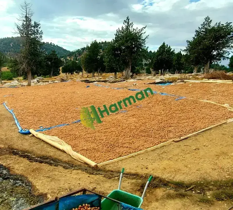 Satlık ceviz maraş 18 aşılar ceviz taze k.maras