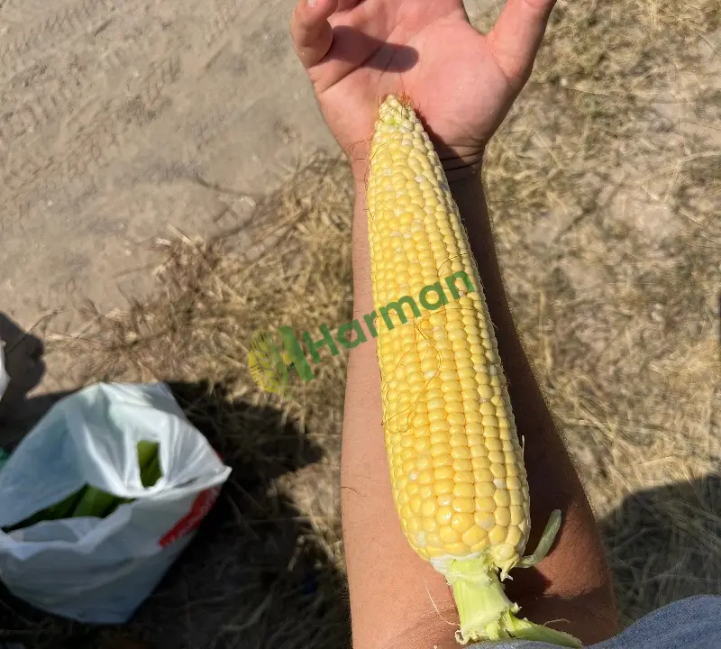 Satlık Danelik Mısır