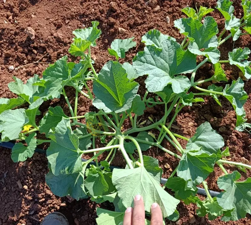 Satlık kavun tarlası 5 dönüm