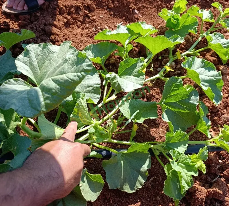 Satlık kavun tarlası 5 dönüm