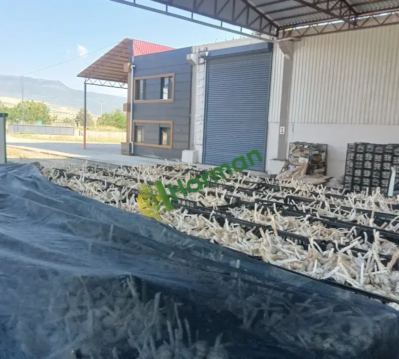 Satlık  sarimsak