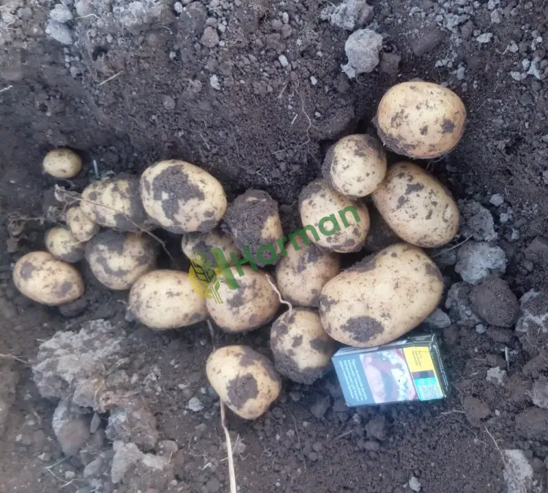 Satlık taze patates