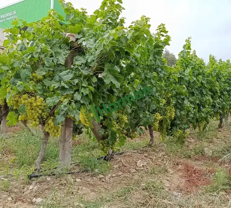 Satlık Victoria Üzüm