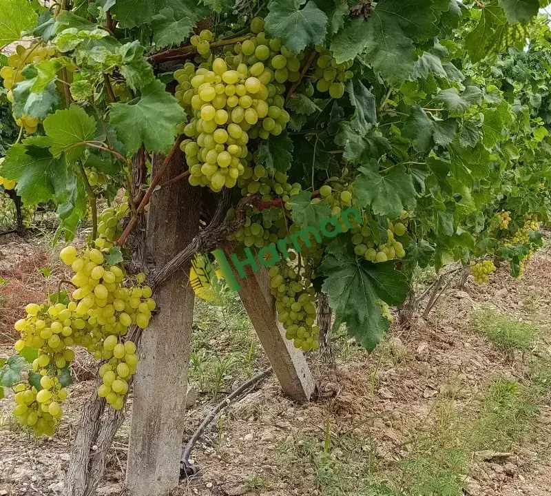 Satlık Victoria Üzüm