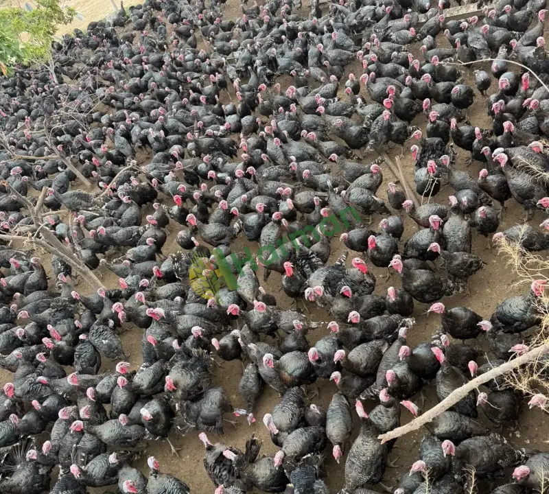 Satlılık 6 bin adet hindi
