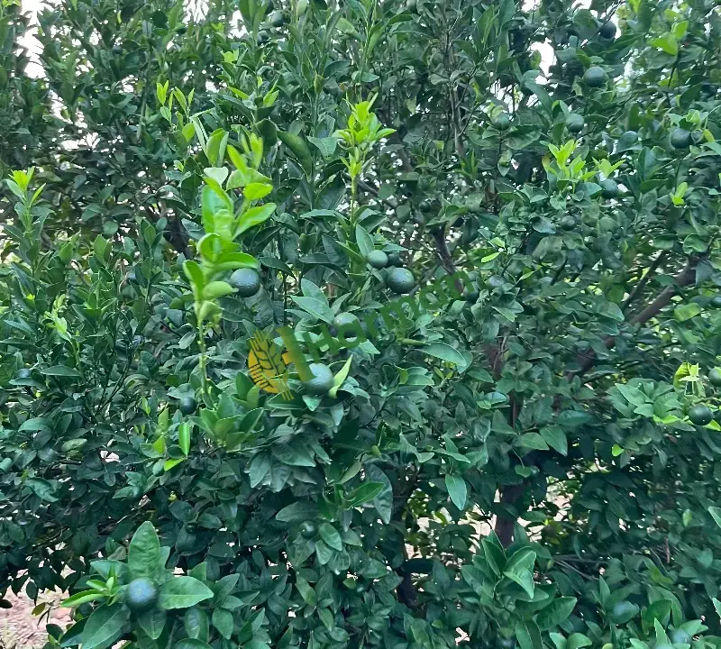 Satsuma fukomato wurkot