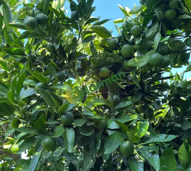 Satsuma fukomato wurkot