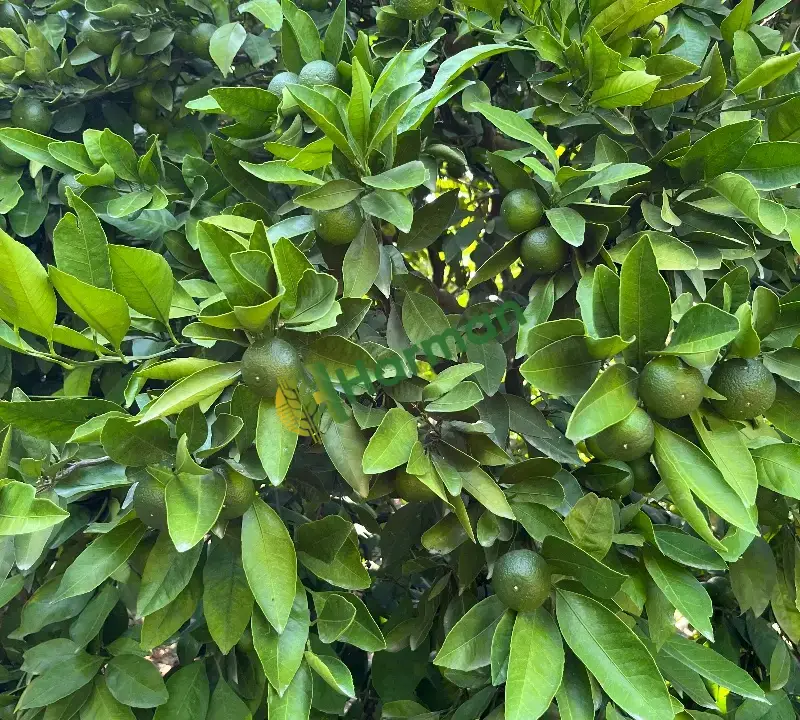 Satsuma fukomato wurkot