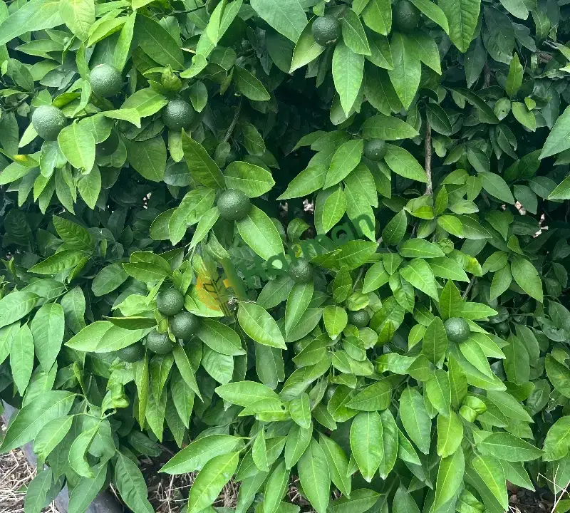 Satsuma fukomato wurkot