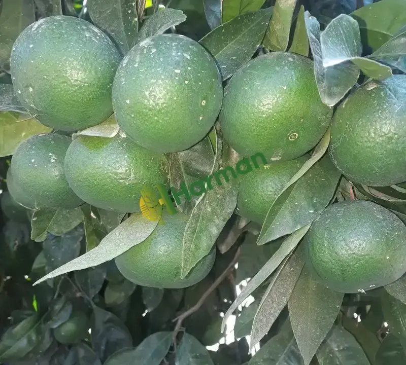 Mandalina Diğer hal fiyatı