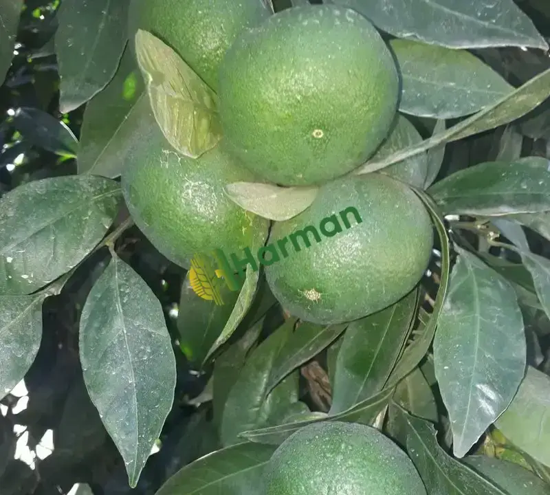 Satsuma mandalina