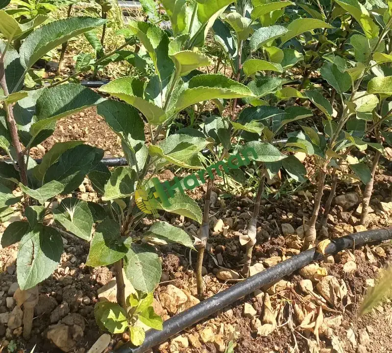 scarlet spur elma fidanı