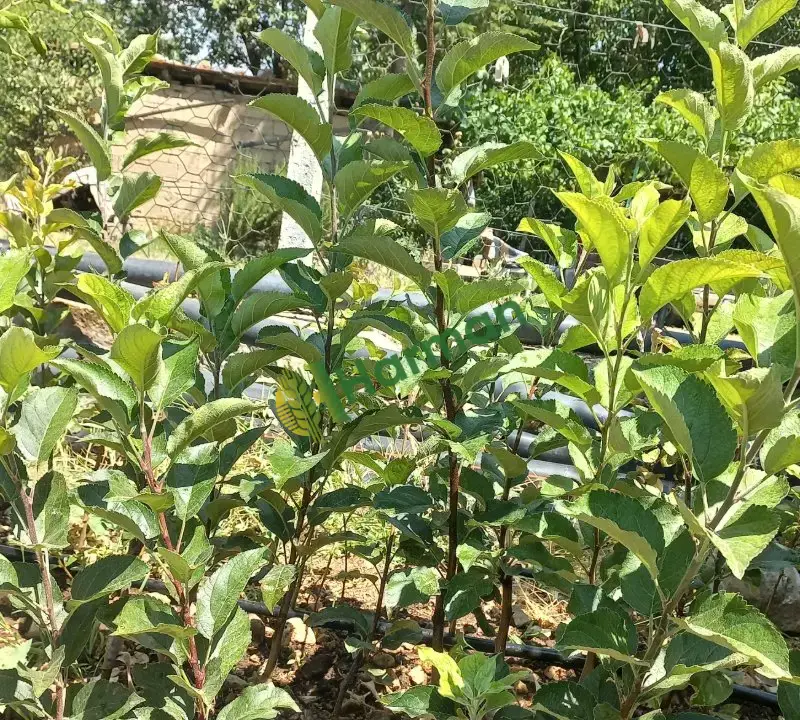 scarlet spur elma fidanı
