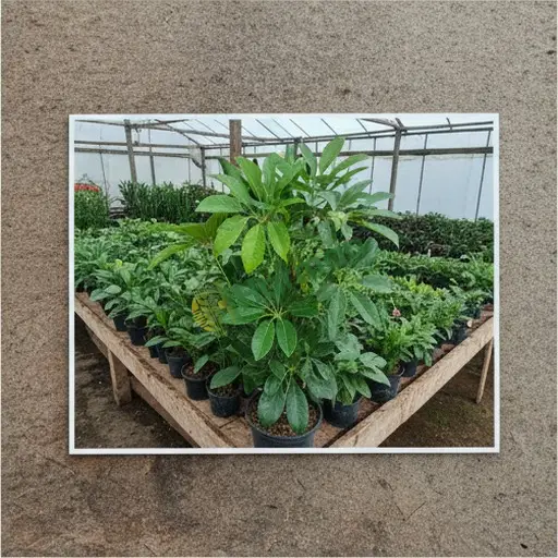 Malatya Yeşilyurt'ta schefflera lazım