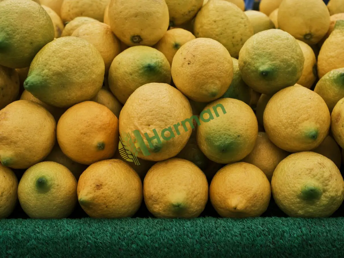 Seçmece birinci kalite lamas limon, satılık -Şanlıurfa Suruç