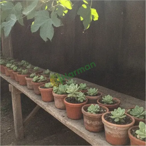 İstanbul Büyükçekmece'de sedum alanı