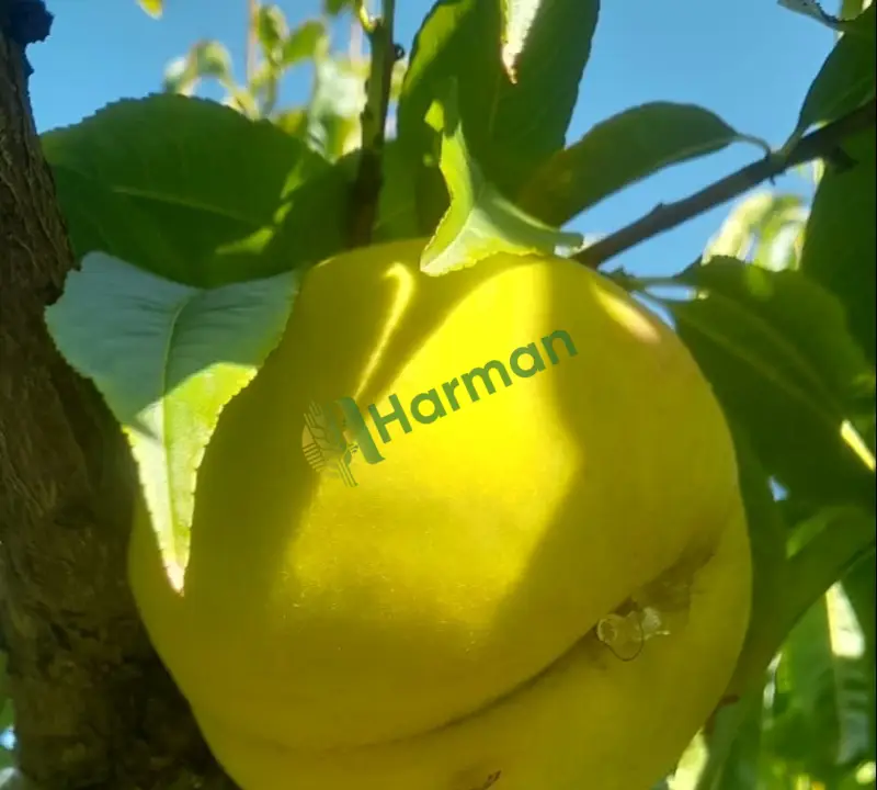 Şeftali Mersin Yavca 10-15 ton