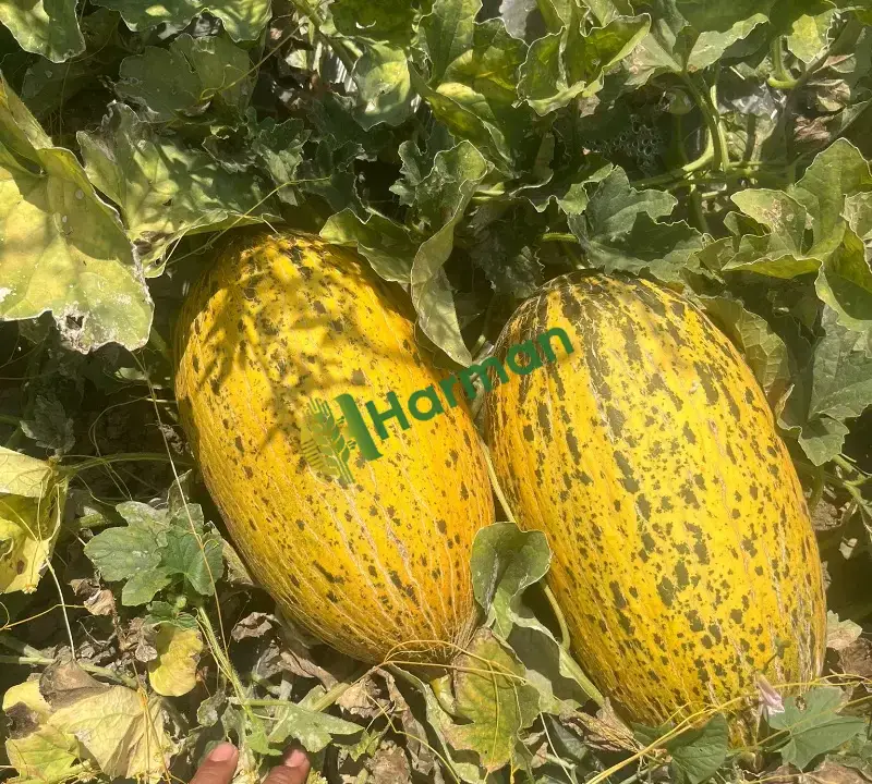 Şeker hastaları alamaz