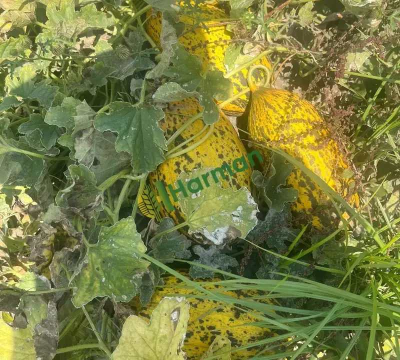 Şeker hastaları alamaz