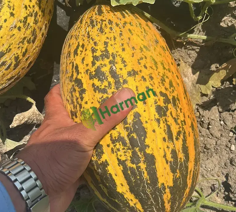Şeker hastaları alamaz