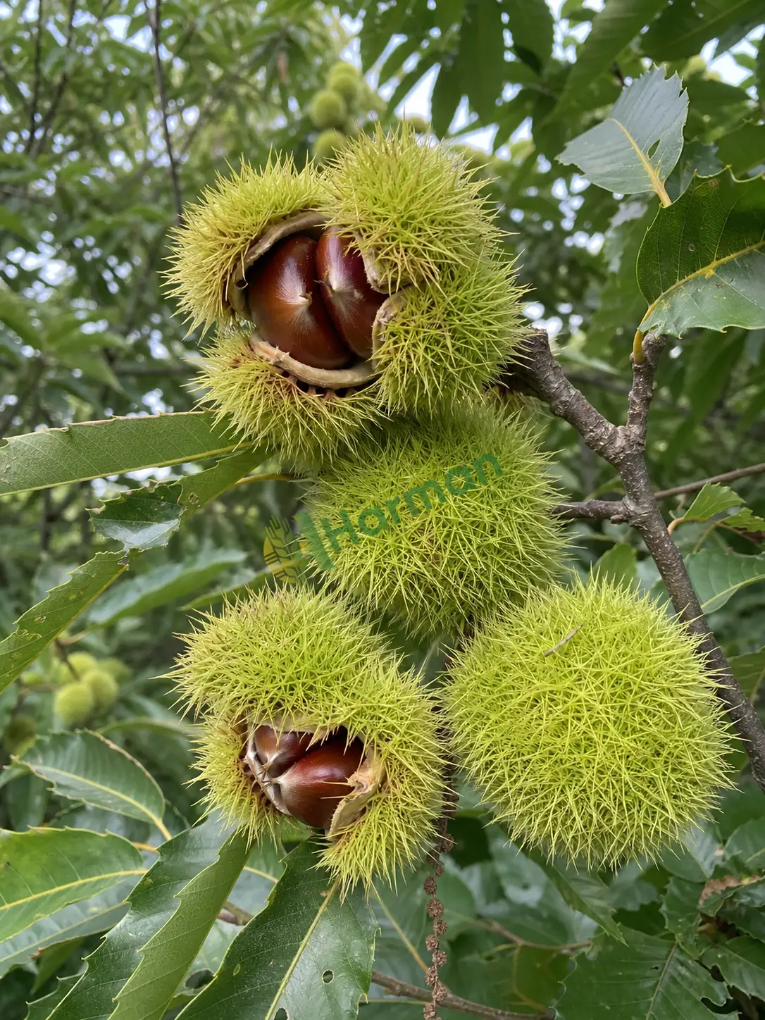 Şeker kestane
