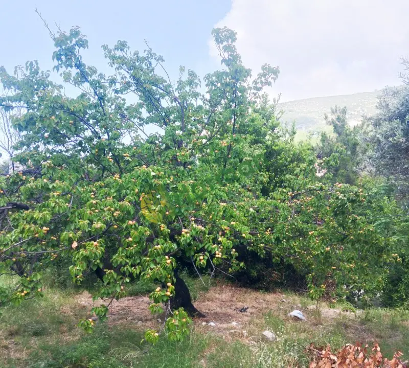 Şekerpare(sakıt kayısısı)