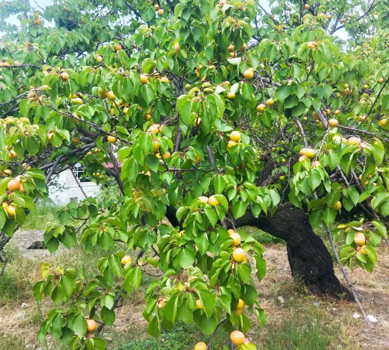 Şekerpare(sakıt kayısısı)