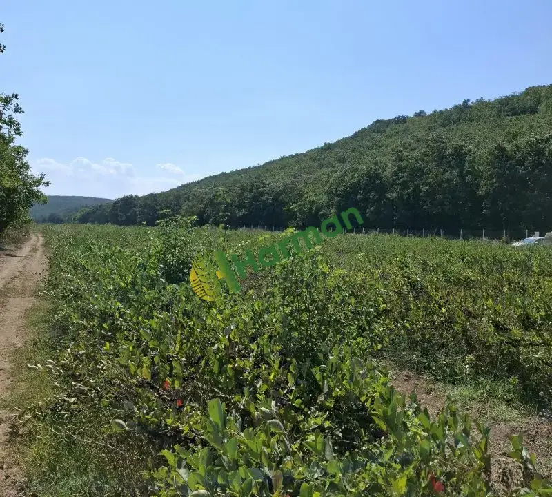 Sertifikalı Organik Aronya - Kırklareli