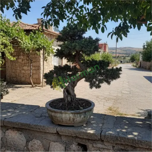 Çankırı Eldivan'dan servi bonsai alınır