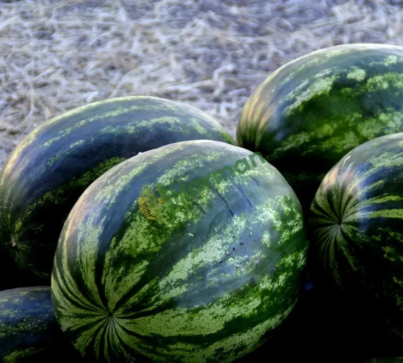 Sezonluk toplu karpuz alınır, düzenli yükleme -Çanakkale Merkez