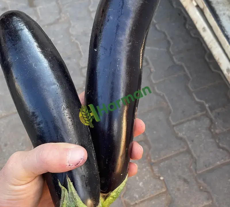 Sezonun son taze patlıcanları