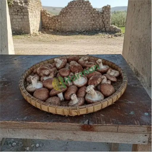 Muş Varto'de Aranan Shiitake Mantarı