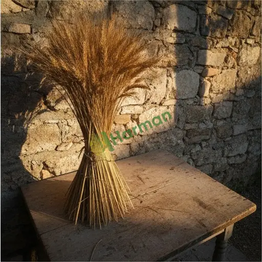 Siirt Merkez çavdar arıyorum