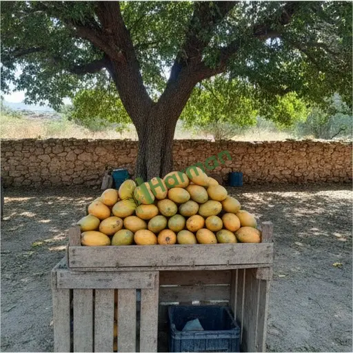 Siirt Merkez'de mango alınacak