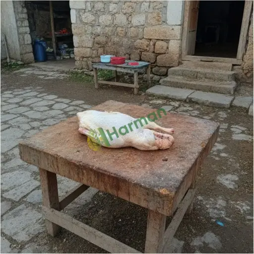 Siirt Pervari'de ördek eti aranıyor