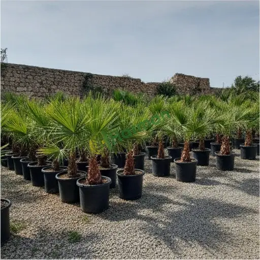 Siirt Palmiye Satılık