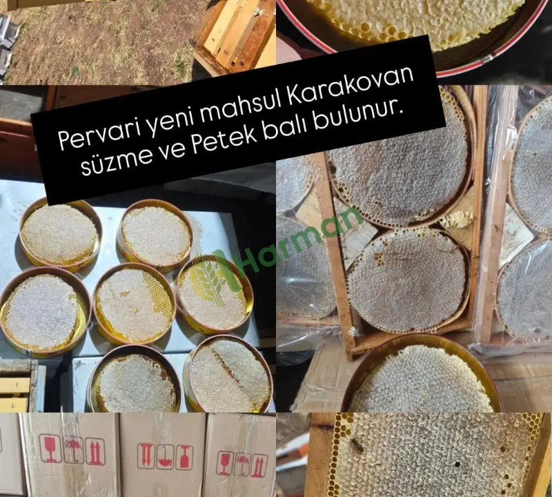 Siirt pervari Gökbudak organik karakovan balı