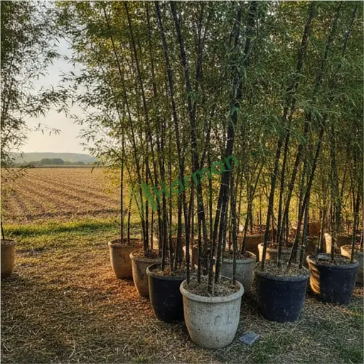Siirt Merkez'de siyah bambu satılık