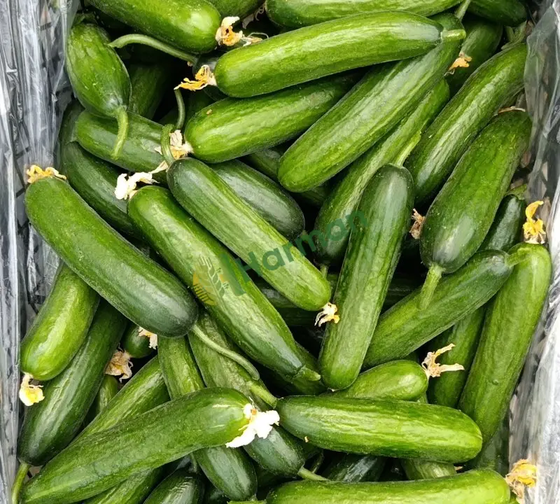 Silor salatalık