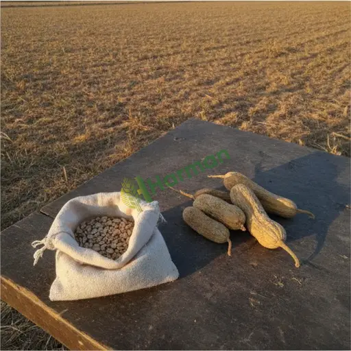 Sinop Dikmen'de acur tohumu satarım