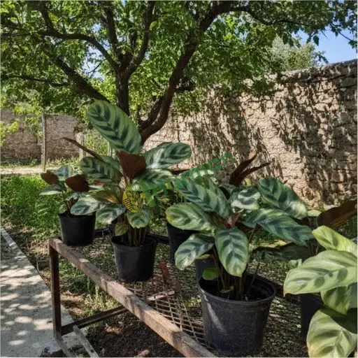 Sinop Dikmen'de Calathea bitkisi alıyorum